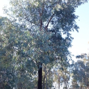 Eucalyptus sideroxylon at Red Hill to Yarralumla Creek - 1 Jan 1980 12:05 AM