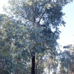Eucalyptus sideroxylon at Garran, ACT - 1 Jan 1980