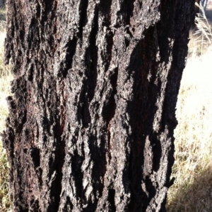 Eucalyptus sideroxylon at Garran, ACT - 1 Jan 1980