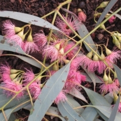 Eucalyptus sideroxylon at Red Hill to Yarralumla Creek - 1 Jan 1980