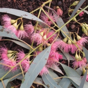 Eucalyptus sideroxylon at Red Hill to Yarralumla Creek - 1 Jan 1980 12:05 AM