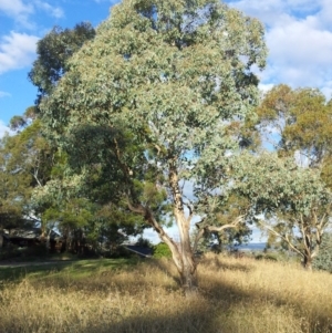 Eucalyptus polyanthemos at Kambah, ACT - 5 May 2017