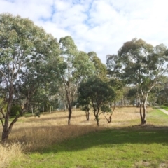 Eucalyptus polyanthemos at Little Taylor Grassland (LTG) - 5 May 2017 02:08 PM