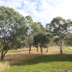 Eucalyptus polyanthemos at Kambah, ACT - 5 May 2017