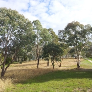 Eucalyptus polyanthemos at Undefined Area - 5 May 2017 02:08 PM