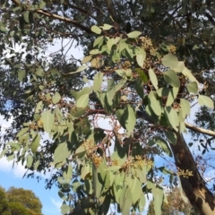 Eucalyptus polyanthemos at Undefined Area - 5 May 2017 02:08 PM