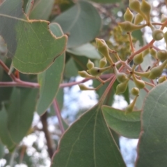 Eucalyptus polyanthemos at Undefined Area - 5 May 2017 02:08 PM