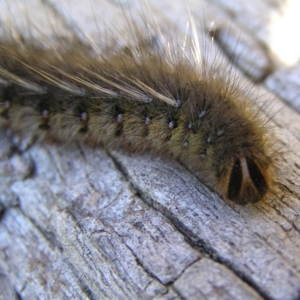 Anthela (genus) immature at Kambah, ACT - 13 May 2017 11:45 AM