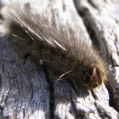 Anthela (genus) immature at Kambah, ACT - 13 May 2017 11:45 AM