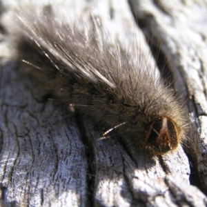 Anthela (genus) immature at Kambah, ACT - 13 May 2017 11:45 AM