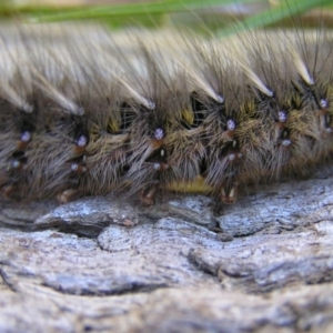 Anthela (genus) immature at Kambah, ACT - 13 May 2017