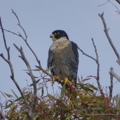Falco peregrinus (Peregrine Falcon) at Isaacs, ACT - 13 May 2017 by roymcd