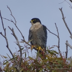 Falco peregrinus at Isaacs, ACT - 13 May 2017