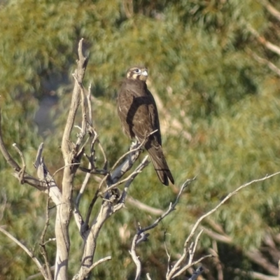 Falco berigora (Brown Falcon) at Isaacs Ridge - 13 May 2017 by roymcd