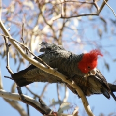 Callocephalon fimbriatum at Garran, ACT - suppressed