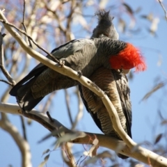 Callocephalon fimbriatum at Garran, ACT - suppressed