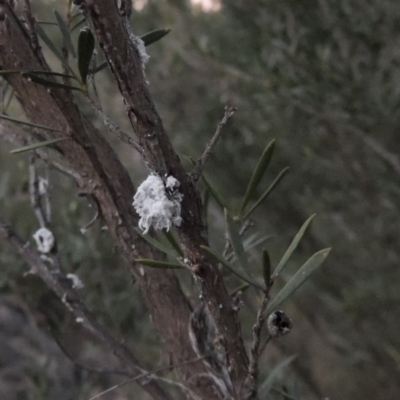 Callococcus acaciae (Burgan woolly scale) at Molonglo River Reserve - 7 May 2017 by michaelb