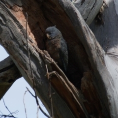 Callocephalon fimbriatum (Gang-gang Cockatoo) at Garran, ACT - 17 Oct 2016 by roymcd