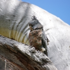 Callocephalon fimbriatum at Garran, ACT - suppressed