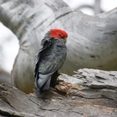 Callocephalon fimbriatum at Garran, ACT - suppressed