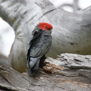 Callocephalon fimbriatum at Garran, ACT - suppressed