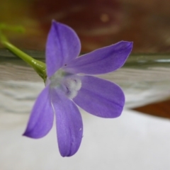 Wahlenbergia planiflora subsp. planiflora (Flat Bluebell) at Aranda, ACT - 10 Nov 2015 by JanetRussell