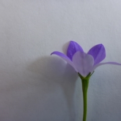 Wahlenbergia planiflora subsp. planiflora at Aranda, ACT - 10 Nov 2015