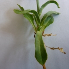 Wahlenbergia planiflora subsp. planiflora at Aranda, ACT - 10 Nov 2015 01:37 PM