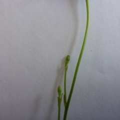 Wahlenbergia planiflora subsp. planiflora at Aranda, ACT - 10 Nov 2015 01:37 PM