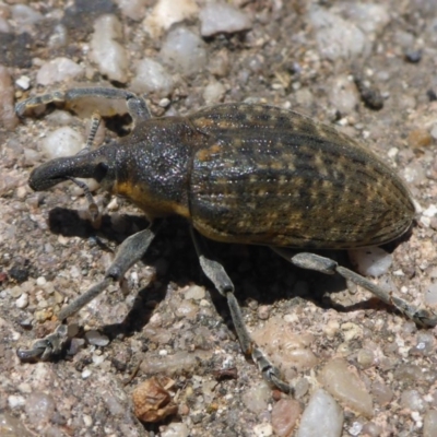 Larinus latus (Onopordum seed weevil) at Ainslie, ACT - 16 Jan 2015 by JanetRussell