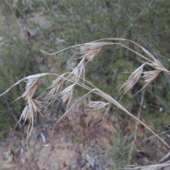 Themeda triandra (Kangaroo Grass) at Coombs, ACT - 7 May 2017 by MichaelBedingfield