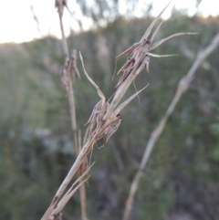 Cymbopogon refractus (Barbed-wire Grass) at Coombs, ACT - 7 May 2017 by MichaelBedingfield