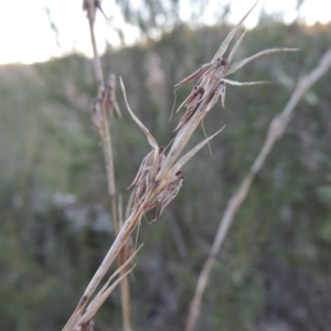 Cymbopogon refractus at Molonglo River Reserve - 7 May 2017