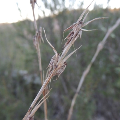 Cymbopogon refractus (Barbed-wire Grass) at Coombs, ACT - 7 May 2017 by michaelb