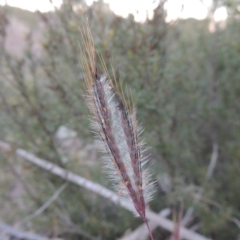 Dichanthium sericeum (Queensland Blue-grass) at Molonglo River Reserve - 7 May 2017 by michaelb