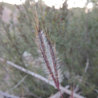 Dichanthium sericeum (Queensland Blue-grass) at Coombs, ACT - 7 May 2017 by MichaelBedingfield