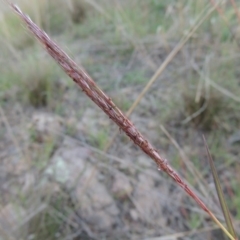 Bothriochloa macra (Red Grass, Red-leg Grass) at Coombs, ACT - 7 May 2017 by michaelb