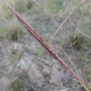 Bothriochloa macra at Molonglo River Reserve - 7 May 2017