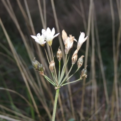 Nothoscordum borbonicum (Onion Weed) at Molonglo River Reserve - 7 May 2017 by michaelb