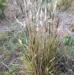 Enneapogon nigricans (Nine-awn Grass, Bottlewashers) at Yass, NSW - 13 May 2017 by Floramaya
