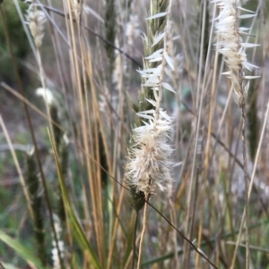 Enneapogon nigricans at Yass, NSW - 14 May 2017