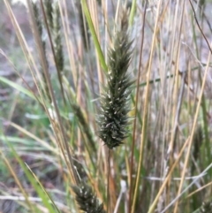 Enneapogon nigricans at Yass, NSW - 14 May 2017