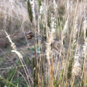 Enneapogon nigricans at Yass, NSW - 14 May 2017