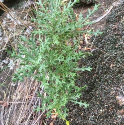 Senecio bathurstianus (Rough Fireweed) at Yass, NSW - 13 May 2017 by Floramaya