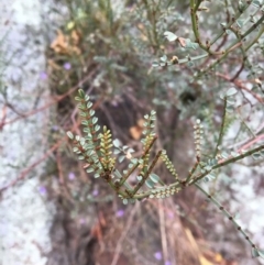 Indigofera adesmiifolia (Tick Indigo) at Yass, NSW - 13 May 2017 by Floramaya