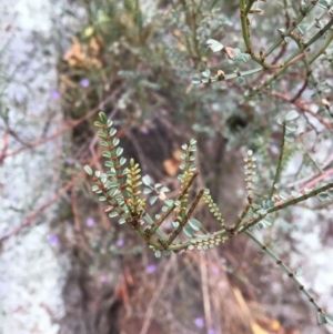 Indigofera adesmiifolia at Yass, NSW - 14 May 2017