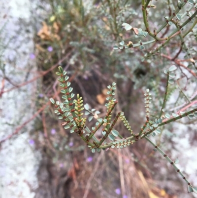 Indigofera adesmiifolia (Tick Indigo) at Yass, NSW - 13 May 2017 by Floramaya