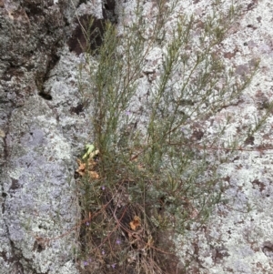 Indigofera adesmiifolia at Yass, NSW - 14 May 2017