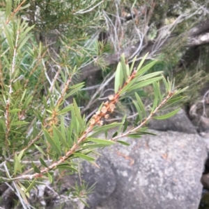 Callistemon sp. at Yass, NSW - 14 May 2017