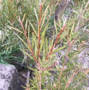 Callistemon sp. at Yass, NSW - 14 May 2017